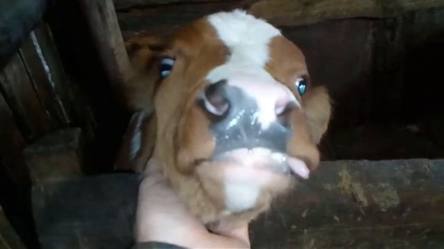 от улыбки станет всем светлей... смотреть онлайн