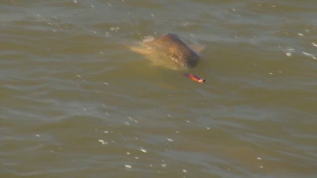 Рыбалка на поппер. Fishing on Popper смотреть онлайн