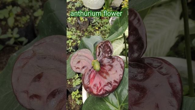 beautiful anthurium flower black Queen plant #anthurium #anthuriumflowers смотреть онлайн