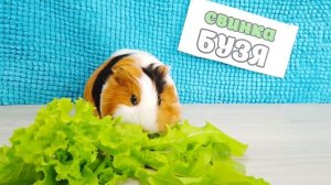 СВИНКА БУЗЯ ОТКРЫЛА СВОЙ Собственный ШМЯКДОНАЛЬДС Дома! Кто лучше сделает ресторан Челлендж !?