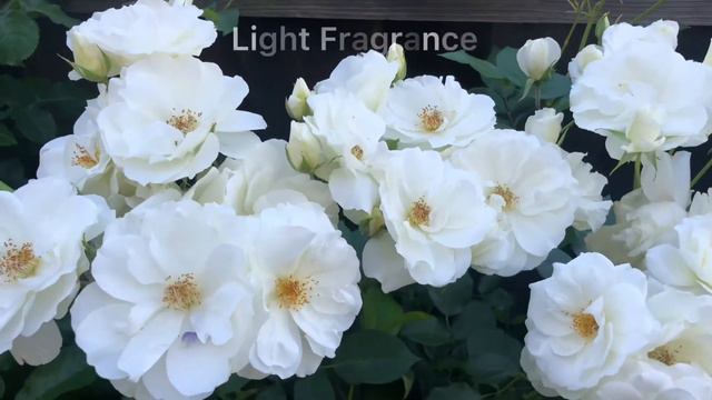 White Iceberg Rose Tree | Standard Rose смотреть онлайн