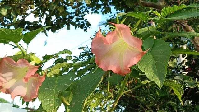 Brugmansia. Бругмансия ароматная.