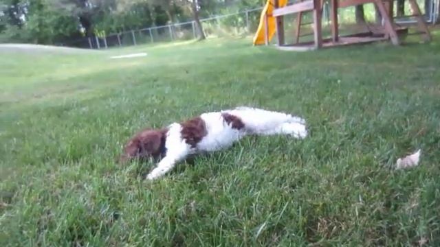 Milo (Grass Frolicking, SD) смотреть онлайн
