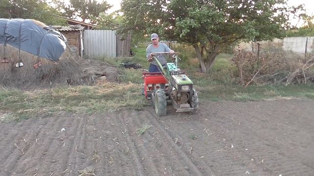 Горчица в земле - урожай на столе! ENG.SUB. смотреть онлайн