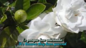 Dos Gardenias (Two Gardenias) - Buena Vista Social Club (Subt. en español & English)