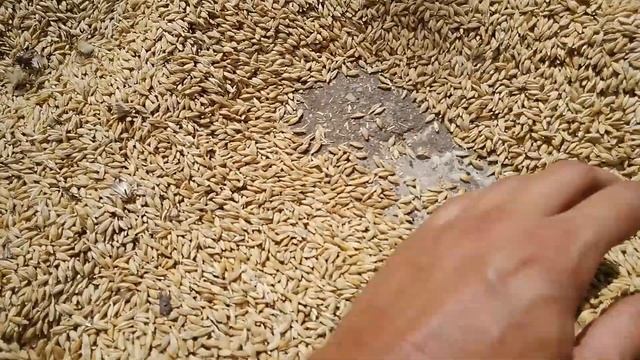 Горит зерно! Как спасти, уже, безнадежно пропавшую пшеницу!? смотреть онлайн