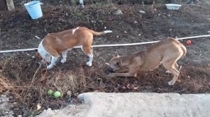Собачий патруль, готовим Амстаффа к Зимовке, можно ли держать Стаффа на улице??? Выгул и игра.