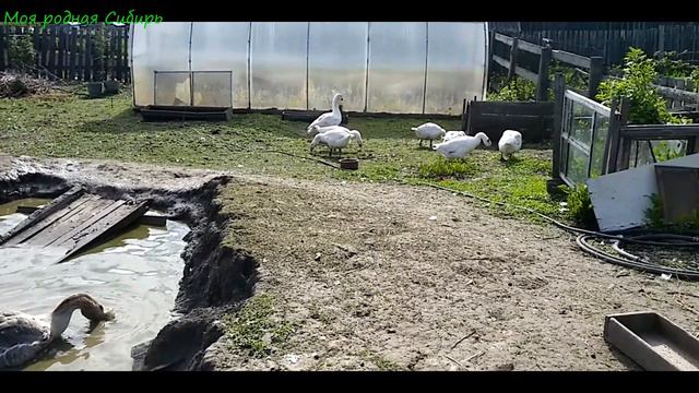 Холмогорик Ромка потерял белого гусака. Гошкина дружная семья вся в сборе. смотреть онлайн