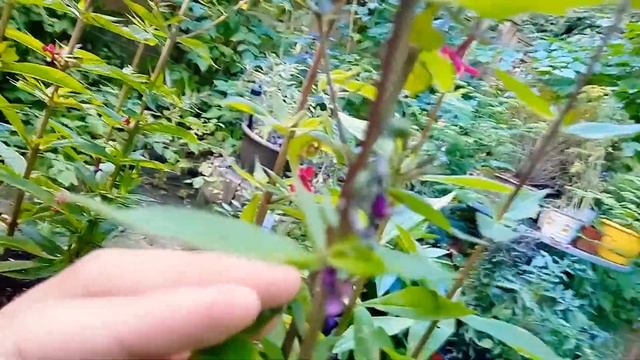 How To Grow Garden Phlox 'Red Riding Hood' (Phlox Paniculata)