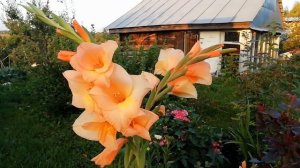 5 ПРАВИЛ УХОДА ЗА ГЛАДИОЛУСАМИ В АВГУСТЕ.