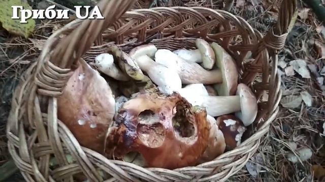 Пізно в Осени ростуть Гарні Білі Гриби. Справжні Гриби Карпат. Білі Гриби. Гриби 2021! смотреть онлайн
