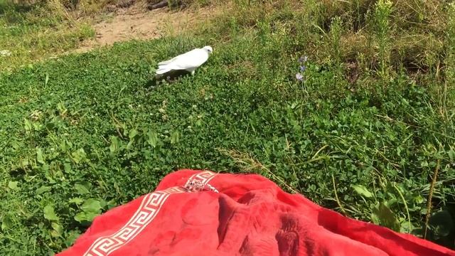 white pigeon) белый голубь смотреть онлайн