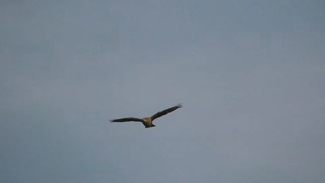 ОБЫКНОВЕННЫЙ КАНЮК( Buteo buteo) В ПОЛЁТЕ смотреть онлайн