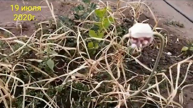 Пришло время убирать чеснок смотреть онлайн