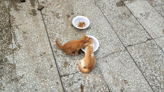 Kittens are so friendly they like to eat from the same plate смотреть онлайн