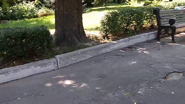 Поровоз и зоопарк смотреть онлайн