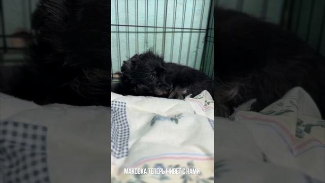 Особенная Маковка и поиск хозяина! Поддержать https://pitomec58.com/donate смотреть онлайн