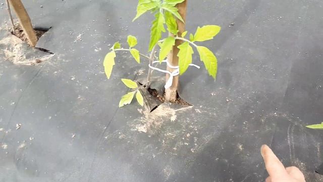 Высадка томатов в открытый грунт на черный спанбонд (укрывной материал ) смотреть онлайн