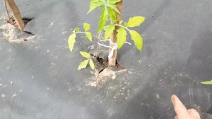 Высадка томатов в открытый грунт на черный спанбонд (укрывной материал )