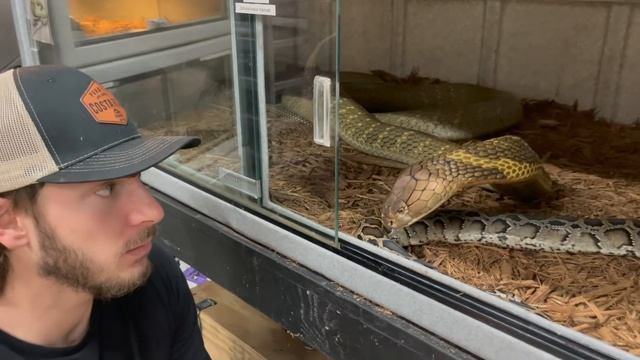 Face 2 Face with KING COBRA! смотреть онлайн