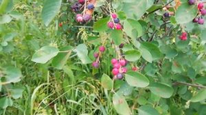 Ирга - польза и противопоказания применения