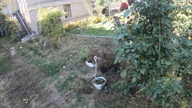 Подготовка клумбы к зиме | Клумба для начинающих | Как пересадить пион смотреть онлайн