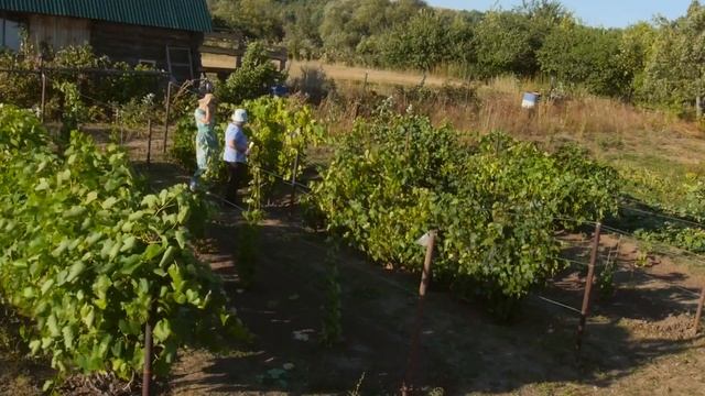 Выращивание винограда в Башкирии. Вершинная и плодовая гниль . В огороде - густо! (часть 21) смотреть онлайн