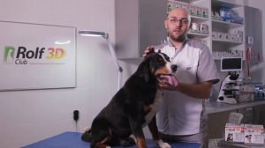Обработка собак от блох, клещей. Капли РольфКлуб 3D