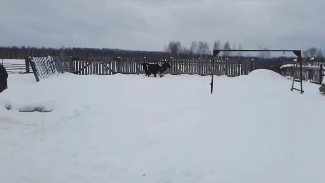 ОТКОРМ БЫЧКОВ НА СЕМЕЙНОЙ ФЕРМЕ смотреть онлайн
