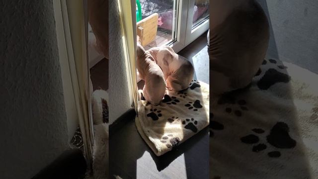 Sphinxes, вылизывают друг друга. смотреть онлайн