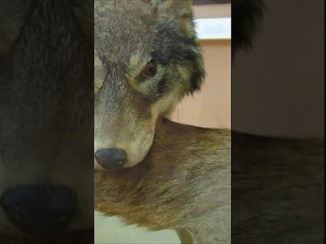 Волк и Косуля смотреть онлайн