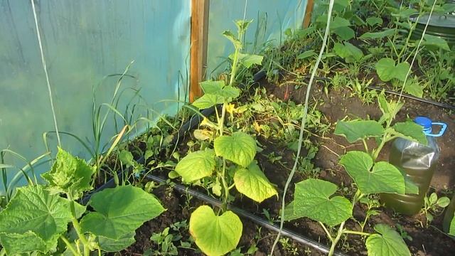 Огурцы в теплице 28.04.2016 смотреть онлайн