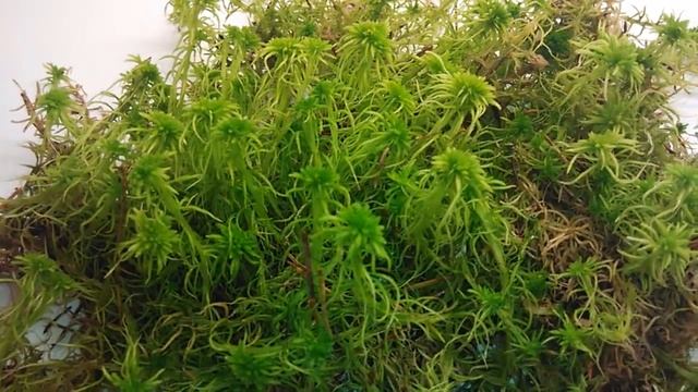 Для чего нужен мох сфагнум и где его можно найти