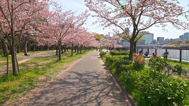 4K HDR // Osaka Sakura River Walk смотреть онлайн