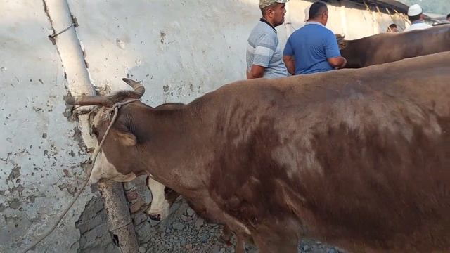 Uychi tumani Yorqõrģon mol bozori sigirlar narhlari bilan tanishing 5.07.2023yil+99833.781.14.04 смотреть онлайн