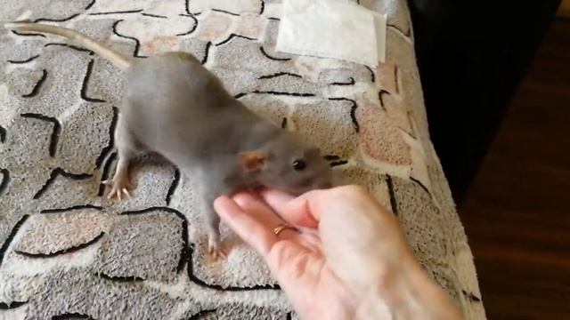 Почему крысы метят? смотреть онлайн