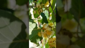 Как отличить мужские цветки киви, от женских?