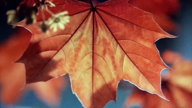 DİZ KAPAKLARINIZDA AĞRI MI VAR ? BUNLARI DENEDİNİZ Mİ ? смотреть онлайн