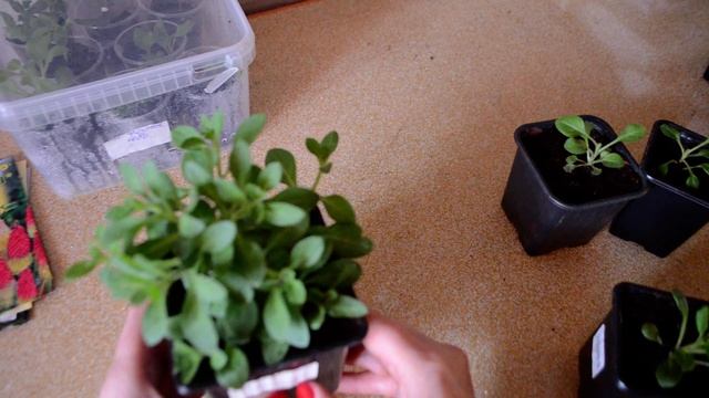 В какое время делаю прищипку петунии смотреть онлайн