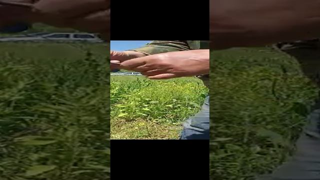 Прививка яблонь весной ( первая часть). смотреть онлайн