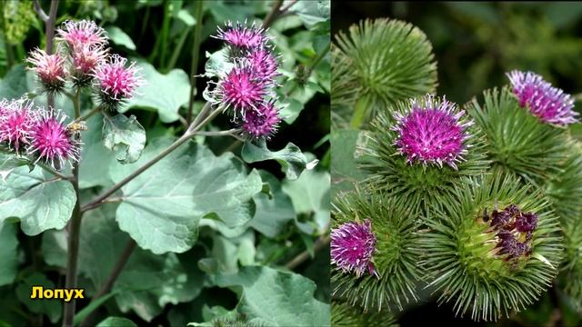 Цветы полевые, цветы луговые с названиями. Ознакомительное видео. смотреть онлайн