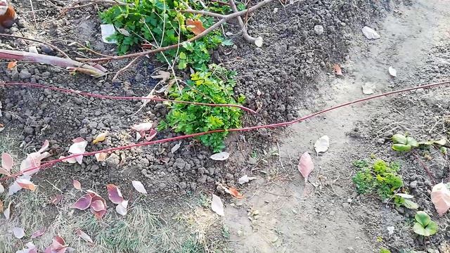 Как обрезать дерен? Как его омолодить? 2 часть. смотреть онлайн