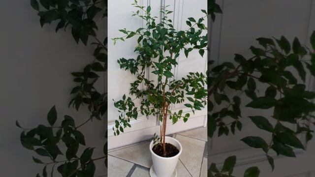 Мальпигия глабра гранатолистная, (ацерола нана) барбадосская вишня, 25.11.2021 смотреть онлайн