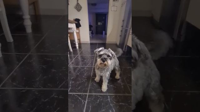 Fammy the Schnauzer cant wait until I throw her ball смотреть онлайн