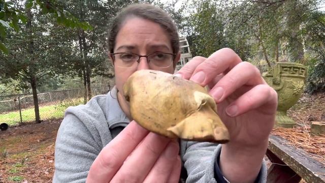 How To ID Suillus Mushrooms