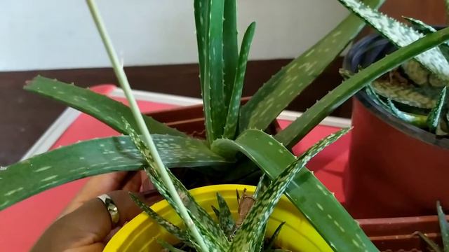 My Collection Alovera | Care And Propogation | Azaliya Garden| Assamese Flower Video 💥এল'ভেৰা  ।