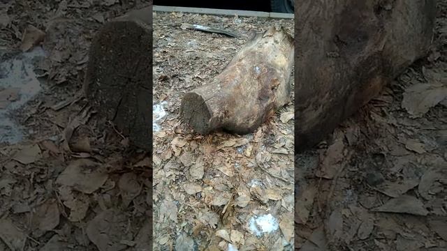 нематериальная морда кабана смотреть онлайн