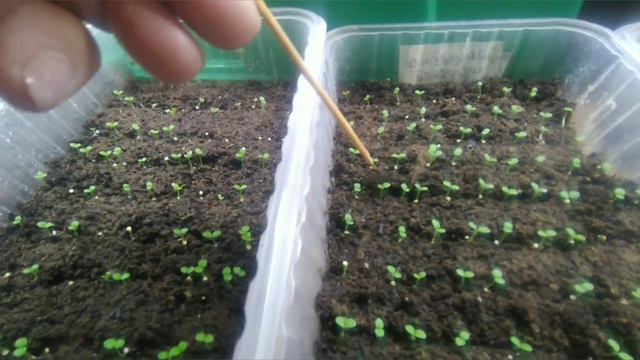 💯% РЕЗУЛЬТАТ!!! Всхожесть  петунии кустовой очень порадовала!