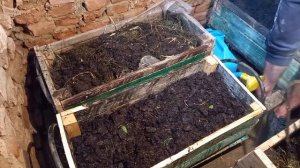 Дендробена на навозе. Продал всех червей .Расселение коконов и мальков в "новый" навоз .