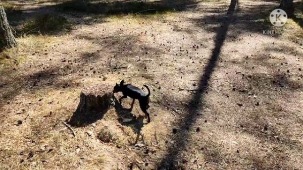 на Варваре - 380 в сезон 2021г.